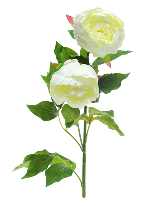 Peony stem extra large cream - Settle Home