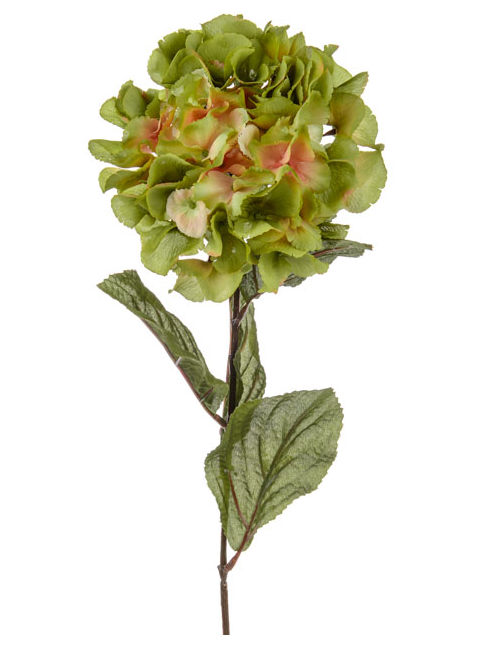 Hydrangea stem faded colours - green